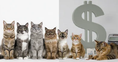 7 cheapest cat breeds 2026 banner showing Domestic Shorthair, American Shorthair, British Shorthair, Ragdoll Mix, Scottish Fold Mix, Burmese, Abyssinian with $25-$60 monthly cost budget