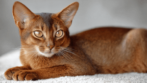 Abyssinian cat close-up ruddy ticked coat amber almond eyes large ears athletic body budget breed 2026 $30-$45 month