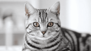 American Shorthair silver tabby cat close-up amber eyes dense short coat muscular build budget breed 2026 monthly cost $30-$45