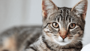 Domestic Shorthair tabby cat close-up green yellow eyes brown black stripes short coat budget breed 2026 lowest monthly cost $25-$35