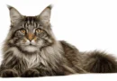 Large fluffy Maine Coon cat with tufted ears and golden eyes sitting on pure white background, 16:9 landscape format