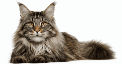 Large fluffy Maine Coon cat with tufted ears and golden eyes sitting on pure white background, 16:9 landscape format
