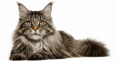 Large fluffy Maine Coon cat with tufted ears and golden eyes sitting on pure white background, 16:9 landscape format