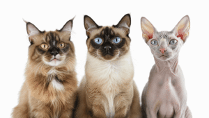 talkative-cat-breeds-siamese-oriental-sphynx
