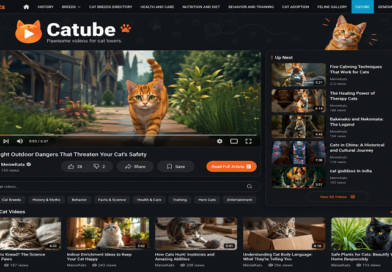 Catube Catube video page design for MeowKats featuring a large cat video player, recommended videos, categories, search bar, and latest cat videos.