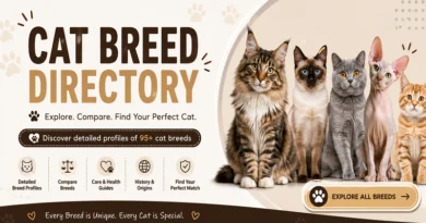 Cat Breed Directory featuring different cat breeds